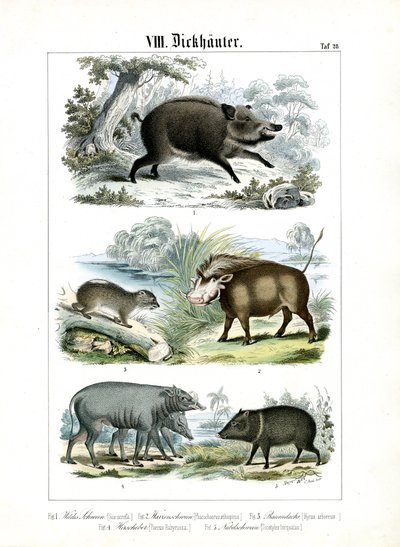 Pět druhů prasat a jejich příbuzní od C. Roth