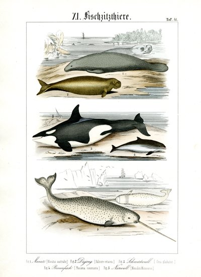 Mořští savci a jejich anatomické znaky od C. Roth