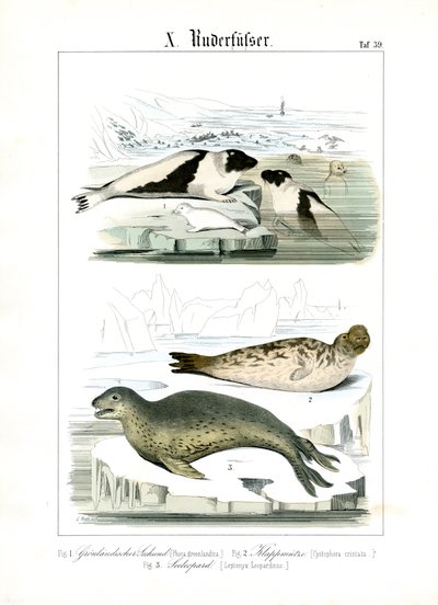 Tuleni arktických vod od C. Roth