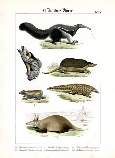 Bezzubá zvířata: Mravenečník, lenochod a pásovec od C. Roth