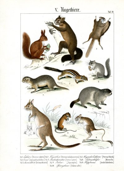 Různé druhy hlodavců z Evropy a Ameriky od C. Roth
