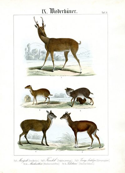 Různí malí přežvýkavci z Asie od C. Roth