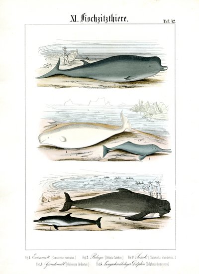 Velryby a delfíni ve svých mořských biotopech od C. Roth