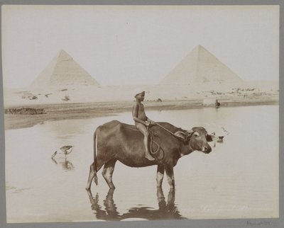 Chlapec na buvolovi se dvěma pyramidami v pozadí v Egyptě Beufe et Pyramides (název na objektu) od C. and G. Zangaki