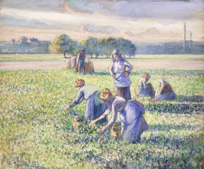 Sklizeň hrášku, 1887 od Camille Jacob Pissarro