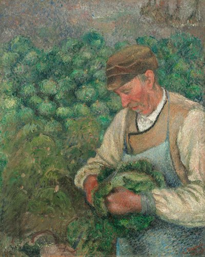 Zahradník - Starý sedlák se zelím od Camille Pissarro