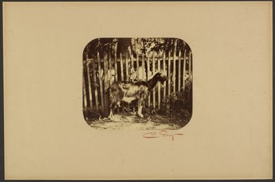 [Koza] od Camille Silvy