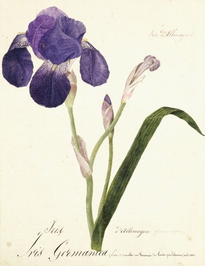 Německá kosatec; Iris Germanica, c. 1815-1851 od Capitaine Pelletier