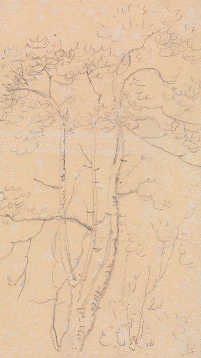 Náčrt stromů, Shorwell, Isle of Wight od Capt. Thomas Hastings