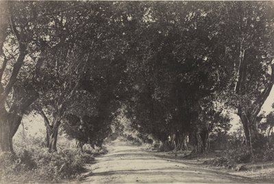 Avenue of the Banyan Trees, Sheringham, Indie od Captain Linnaeus Tripe