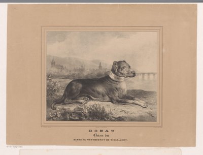 Pes Dunaj Dunaj. Chien du Baron de Westreenen de Tiellandt (název na objektu) od Carel Christiaan Antony Last
