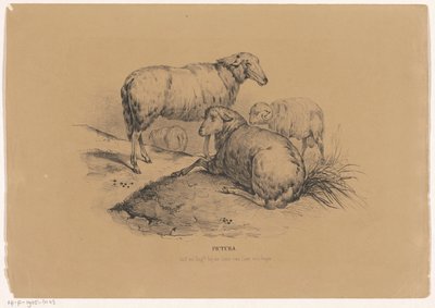 Čtyři ovce Pictura (název série na objektu) od Carel Christiaan Antony Last