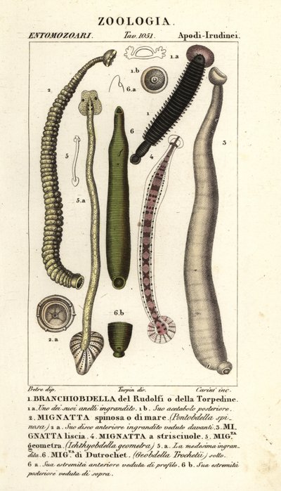 Pijavice rybí a sladkovodní: Branchiobdellida 1, Pontobdella spinosa 2, Whitmania laevis 3, Hirudo vittata 4, Piscicola geometra 5, Ichthyobdella geometra 5, Geobdella trochetii 6 od Carini Carini