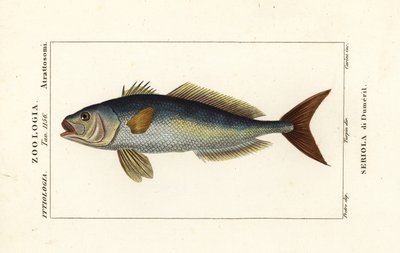 Amberjack větší, Seriola dumerili, Seriola di Dumeril od Carini Carini