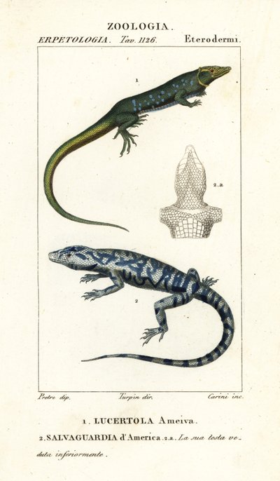 Jungle-runner, Ameiva ameiva,, Lucertola ameiva 1 a zlatý tegu, Tupinambis teguixin, Safeguard of America od Carini Carini