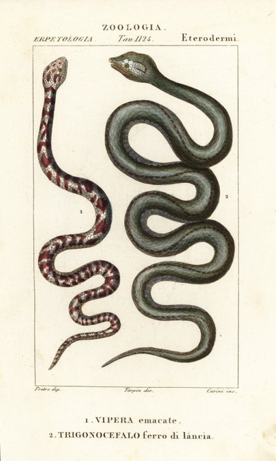 Kobra kruhokrká, Hemachatus haemachatus 1 a kopiník Martinik, Bothrops lanceolatus 2 od Carini Carini