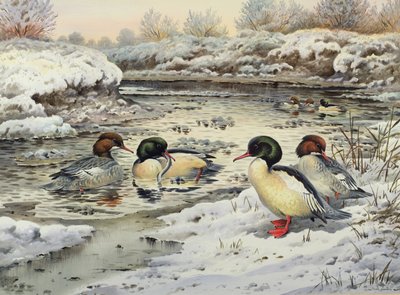 Goosanders od Carl Donner