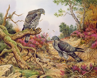 Honey Buzzards od Carl Donner