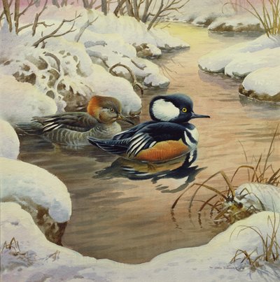 Mergansers s kapucí na bazénu od Carl Donner