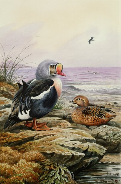 King Eider (toaleta) od Carl Donner