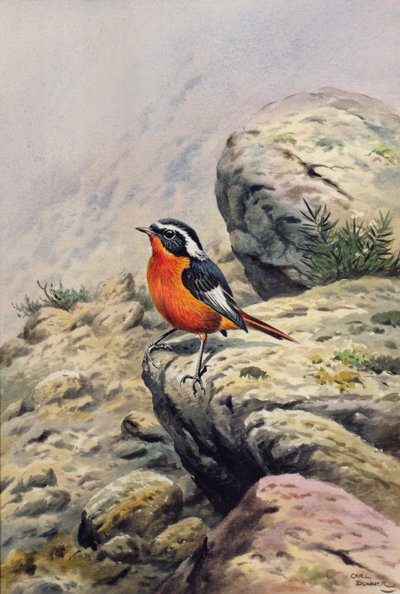 Moussiers Redstart od Carl Donner