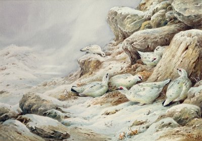 Ptarmigan v zasněžené krajině od Carl Donner