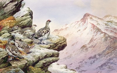 Ptarmigan na vysokých vrcholcích od Carl Donner