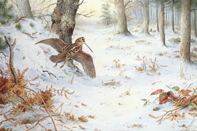 Snipe v zalesněné krajině od Carl Donner