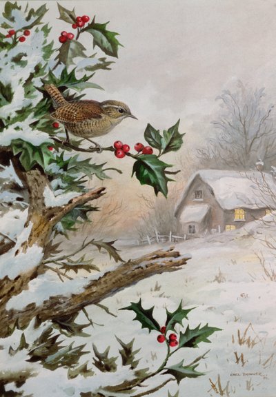 Wren in Hollybush u chaty od Carl Donner