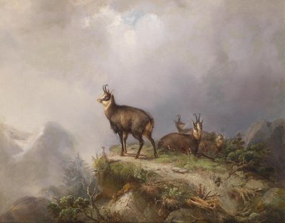 Carl Ockert Chamois od Carl Friedrich Ockert