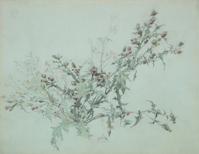 Studie kvetoucího bodláku, 1846. od Carl Georg Anton Graeb