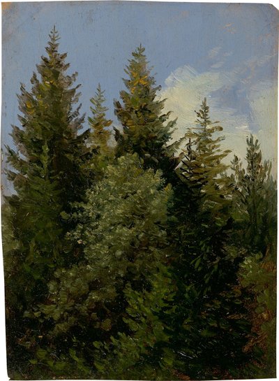 Firs od Carl Gustav Carus
