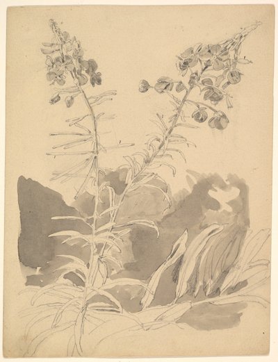Studie vrbového keře / Studie dvou krav od Carl Gustav Carus