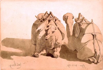 Studium velbloudů od Carl Haag