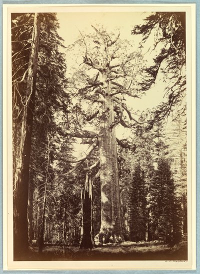 Grizzly Giant, Mariposa Grove, Yosemite od Carleton E. Watkins