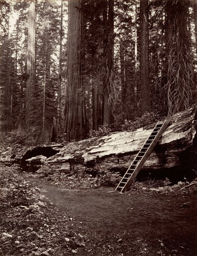 Otec lesa, 1865-66, tisk ca. 1876. od Carleton Emmons Watkins