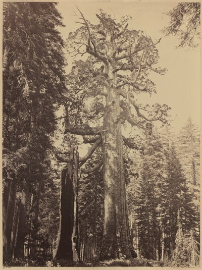 Grizzly Giant, Mariposa Grove,1861 (foto) od Carleton Emmons Watkins
