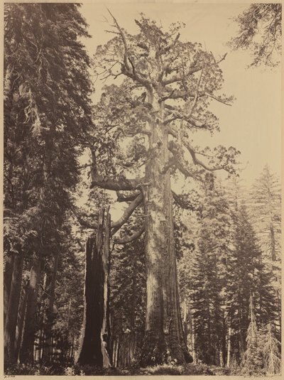 Grizzly Giant, Mariposa Grove, 1861. od Carleton Emmons Watkins