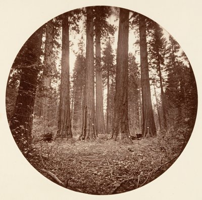 James King of William. Keyston State atd. Calaveras Grove, ca. 1878. od Carleton Emmons Watkins