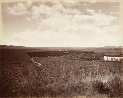 Lake Vineyard a Orange Grove, Los Angeles, 1876, vytištěno ca. 1876. od Carleton Emmons Watkins