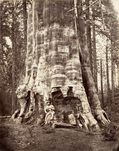Matka lesa, 1865-66, tisk ca. 1876. od Carleton Emmons Watkins