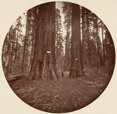 Žádný, ca. 1878. od Carleton Emmons Watkins