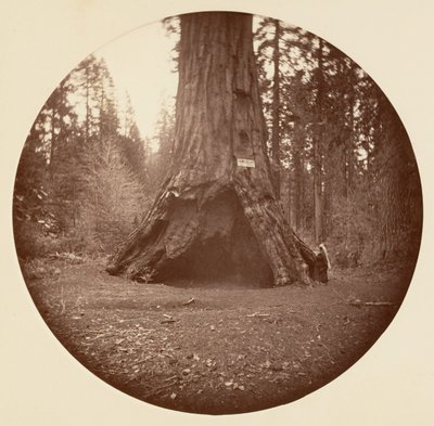 Kajuta Pioneers - Calaveras Grove, ca. 1878. od Carleton Emmons Watkins