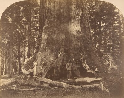 Sekce Grisly Giant, Mariposa Grove, 1861. od Carleton Emmons Watkins