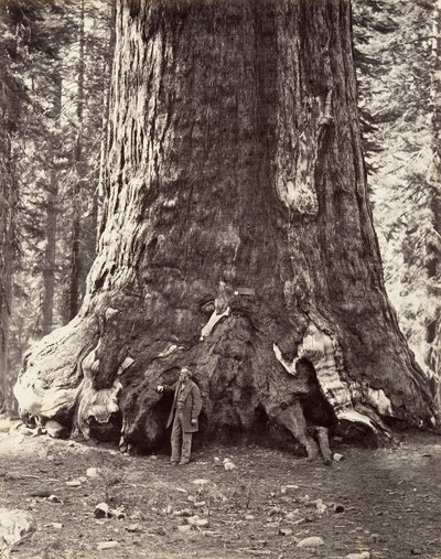 Sekce obra Grizzly, obvod 101 stop, 1865-66, vytištěno ca. 1876. od Carleton Emmons Watkins