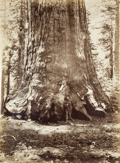 Sekce obra grizzly s Galenem Clarkem, Mariposa Grove, Yosemite, 1865-66 od Carleton E. Watkins
