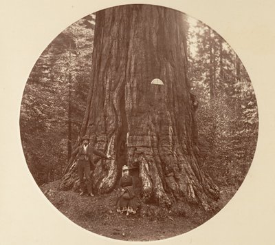 Empire State - C. Grove, ca. 1878. od Carleton Emmons Watkins