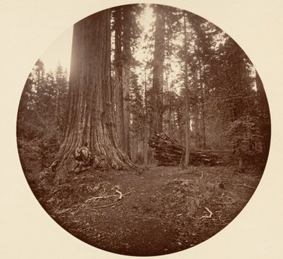 Otec lesa - C. Grove, ca. 1878. od Carleton Emmons Watkins
