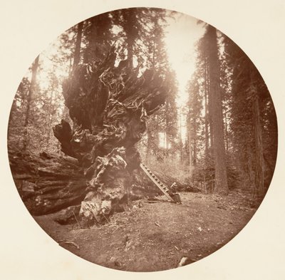 Otec lesa - strana hřbetu koně. Calaveras Grove, ca. 1878. od Carleton Emmons Watkins