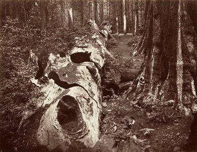 Otec lesa, obvod 112 stop, Calaveras Grove, 1865-66, tištěno ca. 1876. od Carleton Emmons Watkins